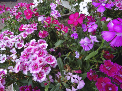 Dianthus - Mixed